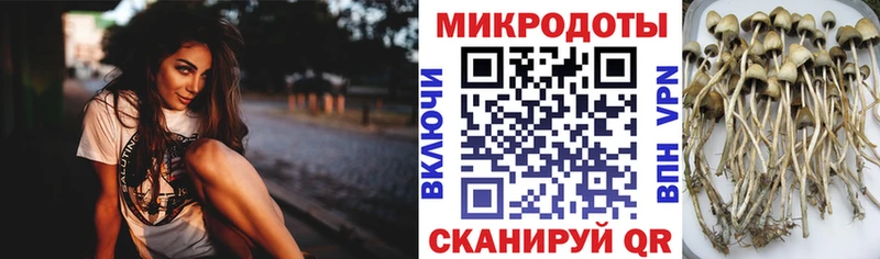 Галлюциногенные грибы Psilocybe  где найти   Юрюзань 